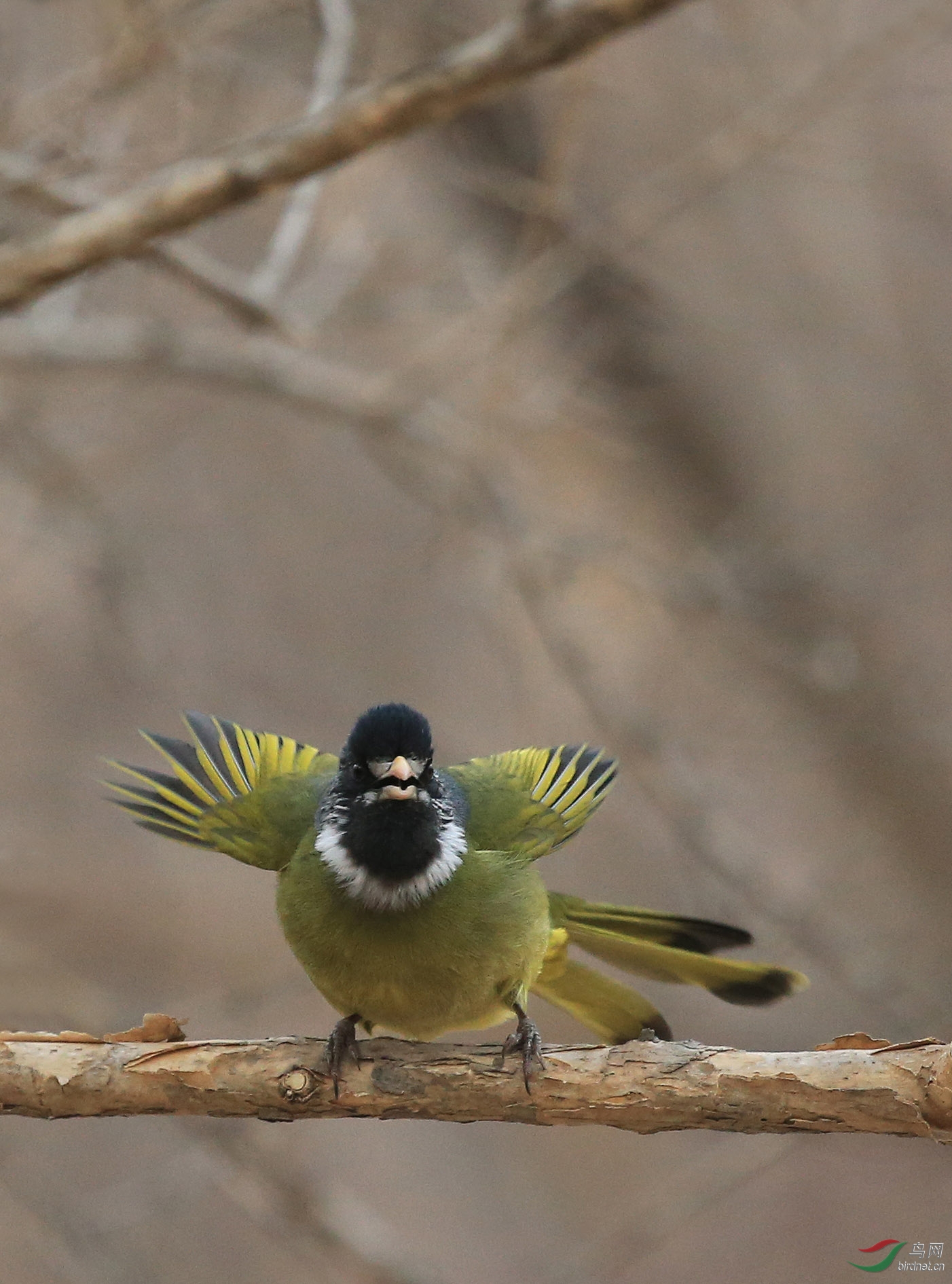 羽色艳丽的领雀嘴鹎--南植