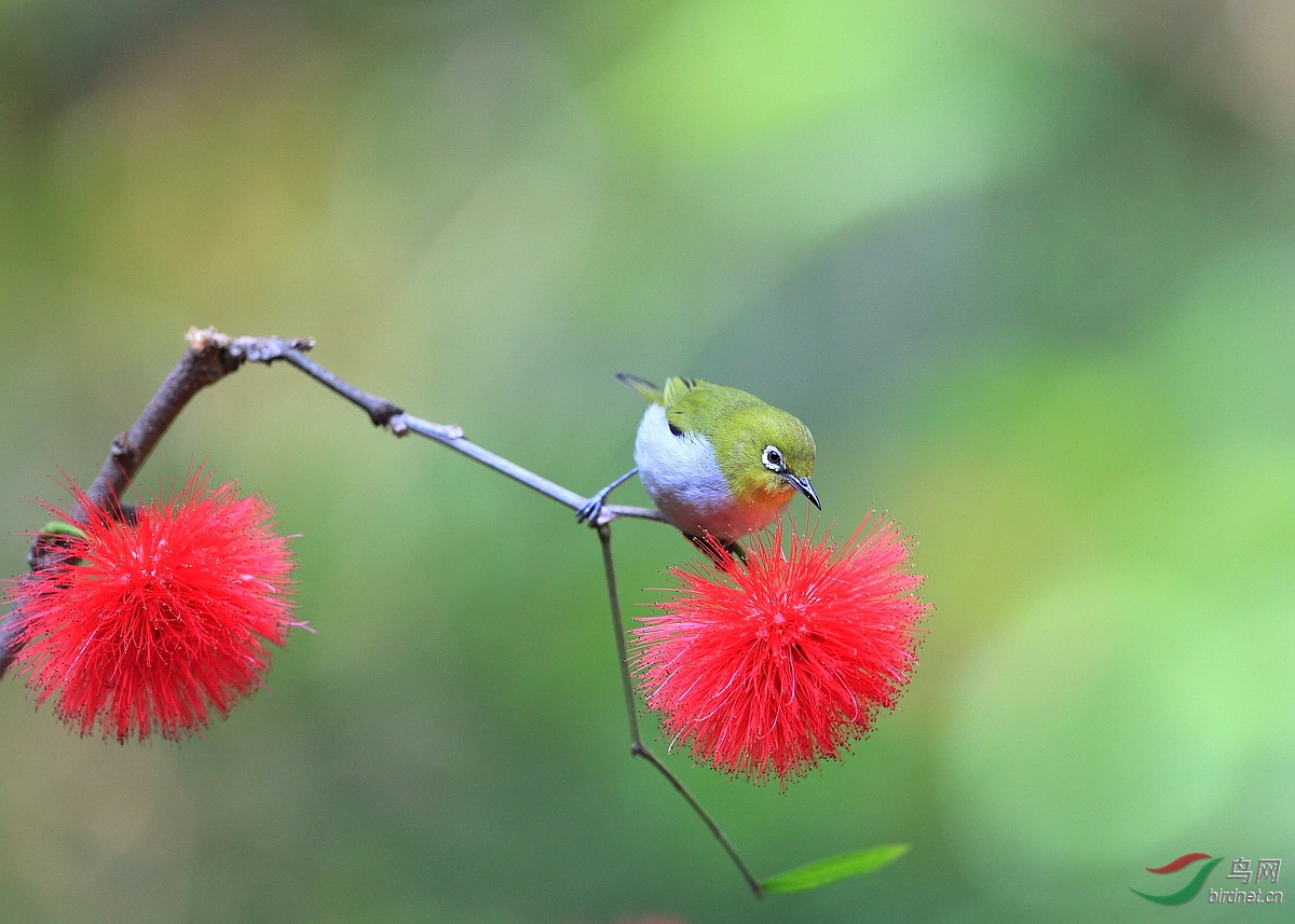 红花绿鸟