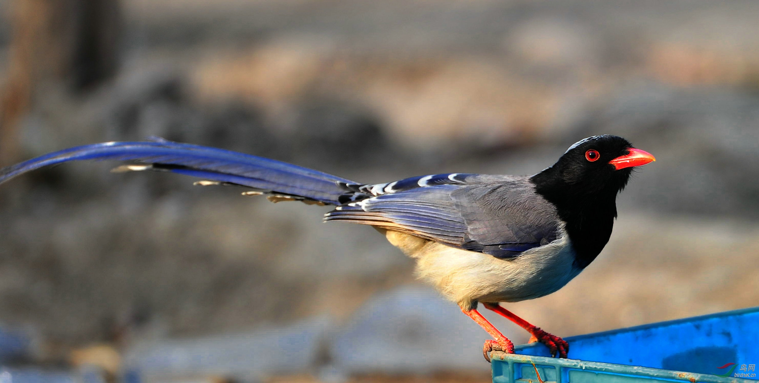 红嘴蓝尾鹊