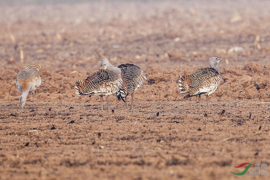 大鸨自由洒脱的大鸨3图获鸟网首页精华图片