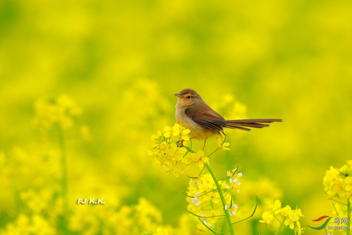 論壇 69 主題區 69 野生鳥類 69 存檔1 69 菜花菜鳥也精彩