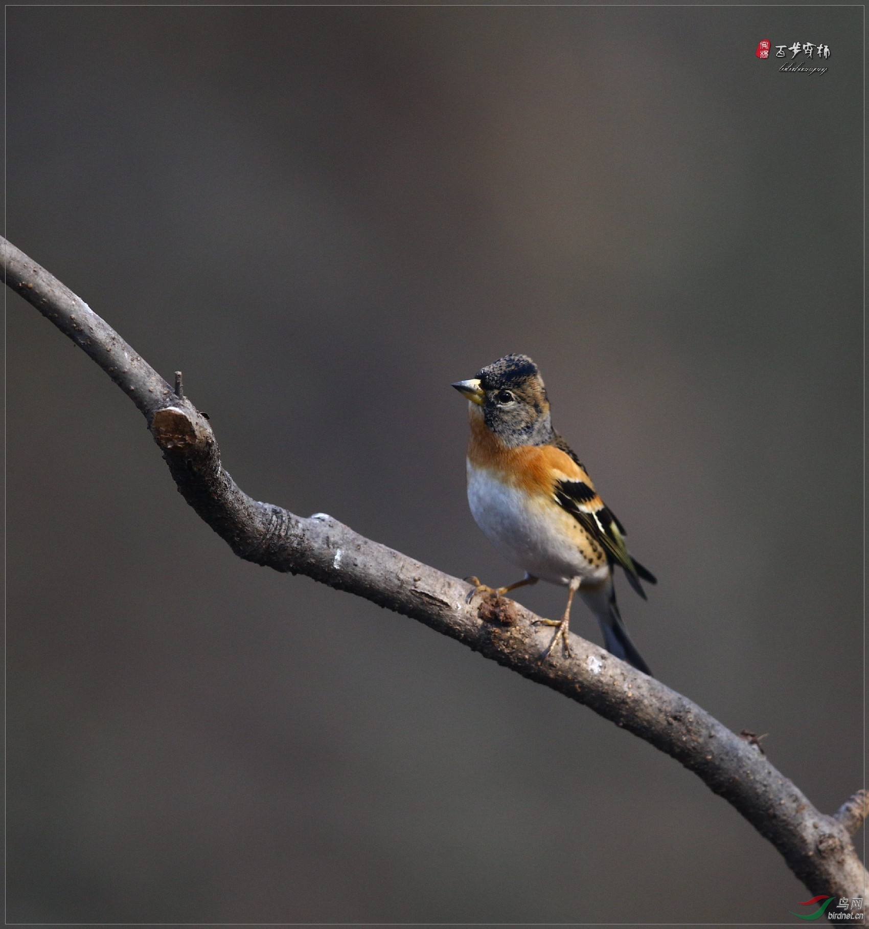 此燕雀非彼"燕雀"