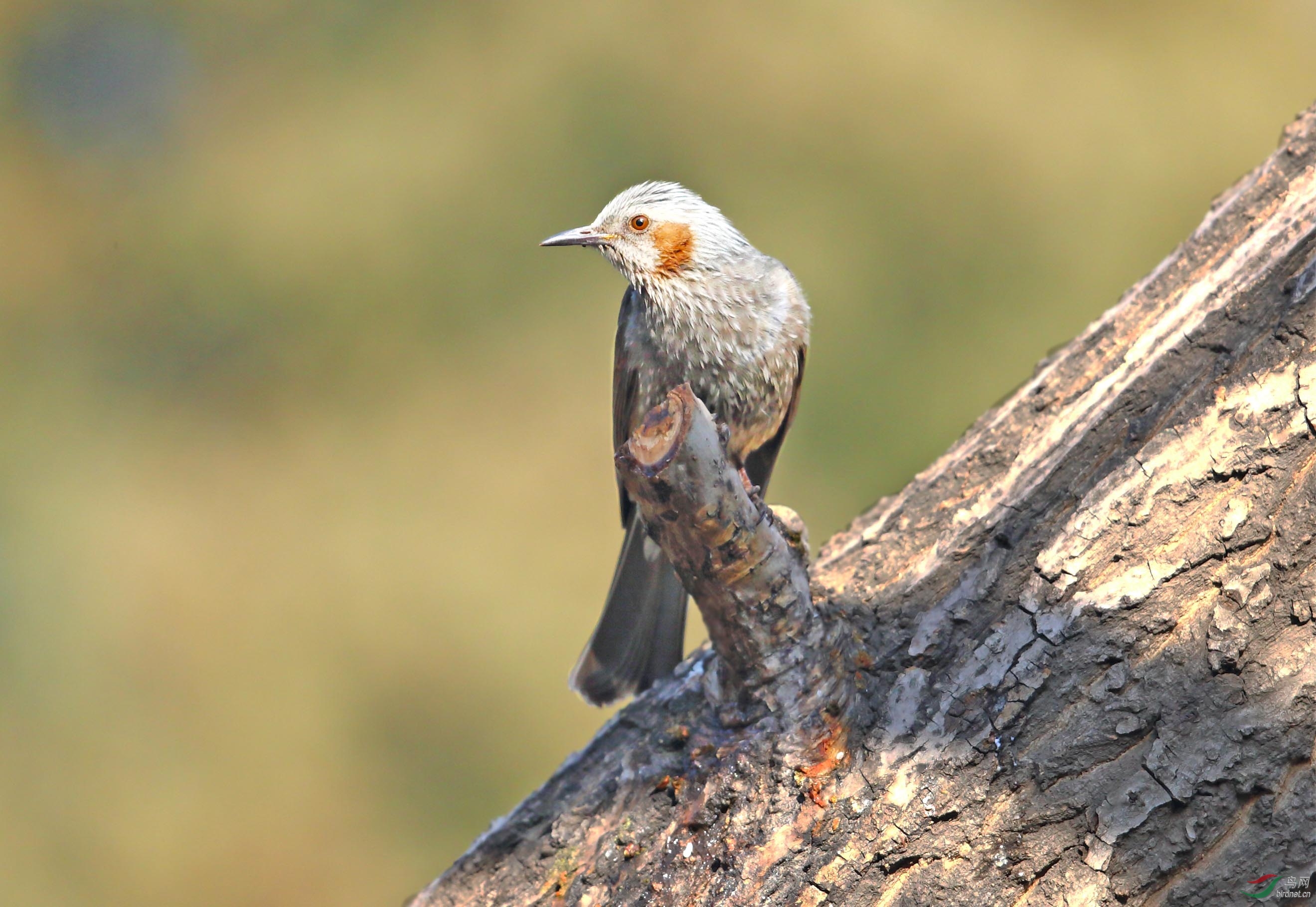 (栗耳短脚鹎)栗耳短脚鹎