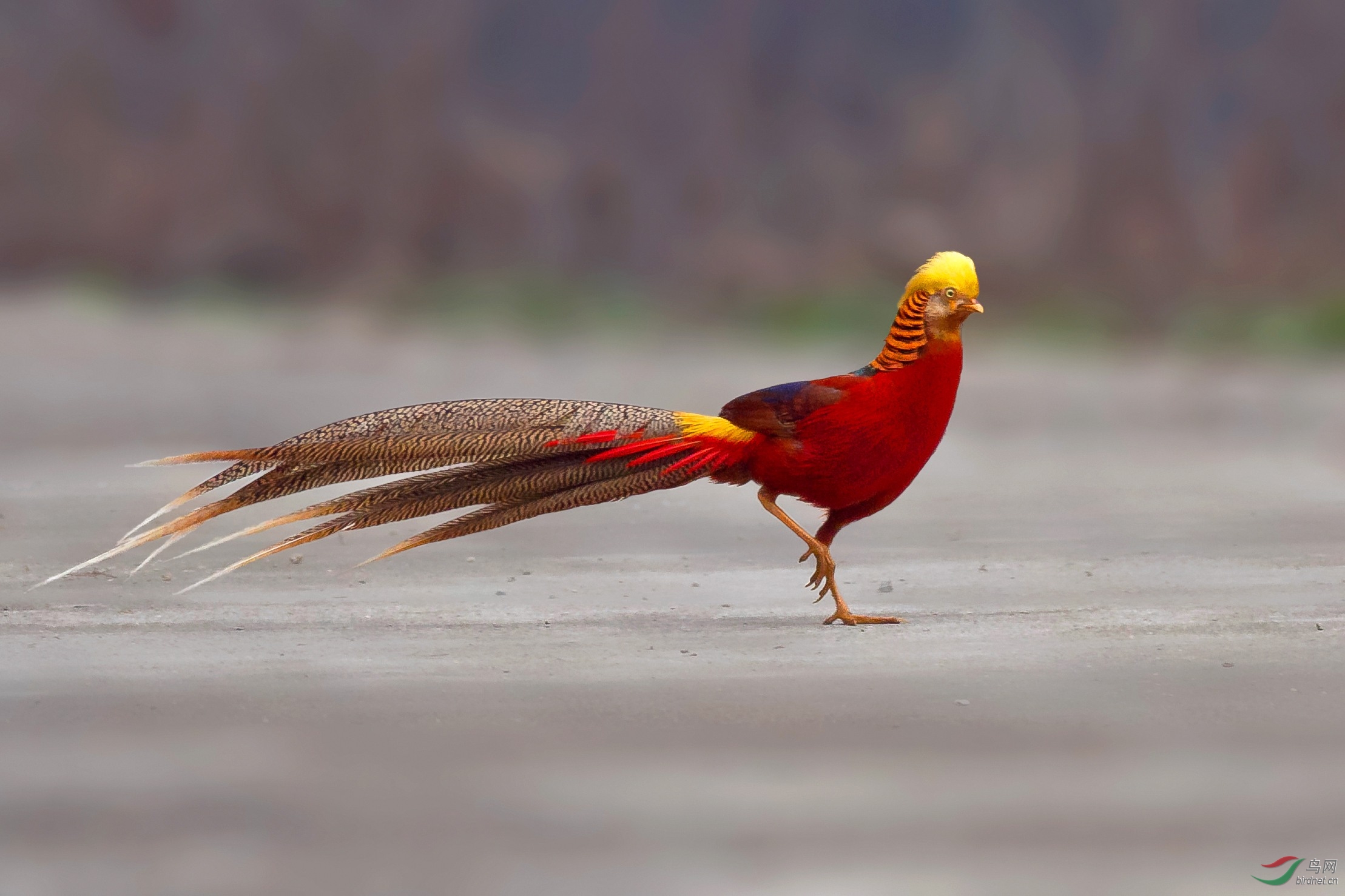 锦鸡走在大路上