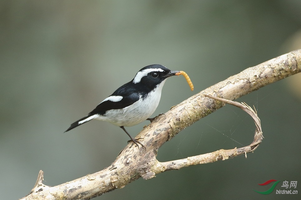 小斑姬鹟 little pied flycatcher
