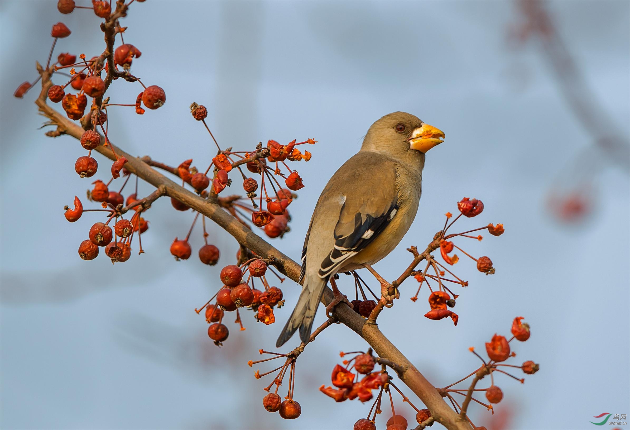 蜡嘴儿(贺;图3 获得首页精华图片)