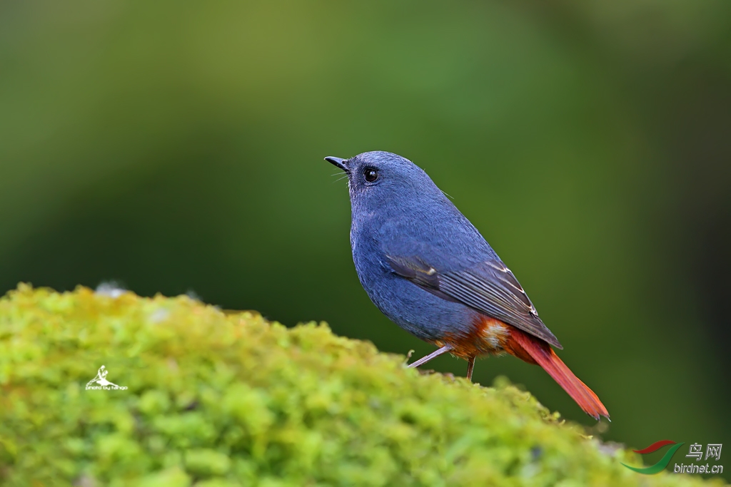 (中华鹧鸪)我的鸟窝2015(不断更新 可在顶部选择"只看作者"然后从最后