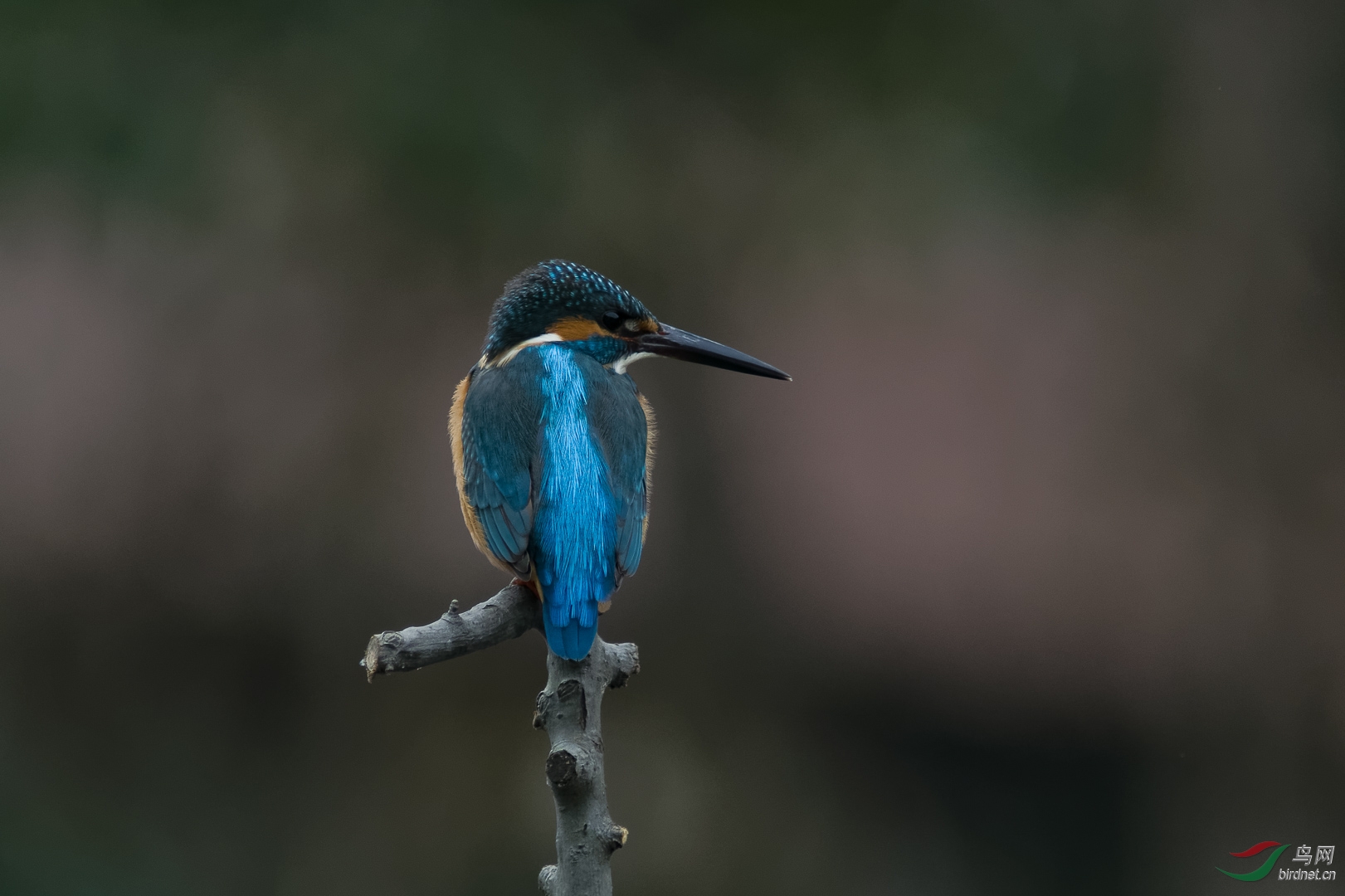 今天还拍只翠鸟