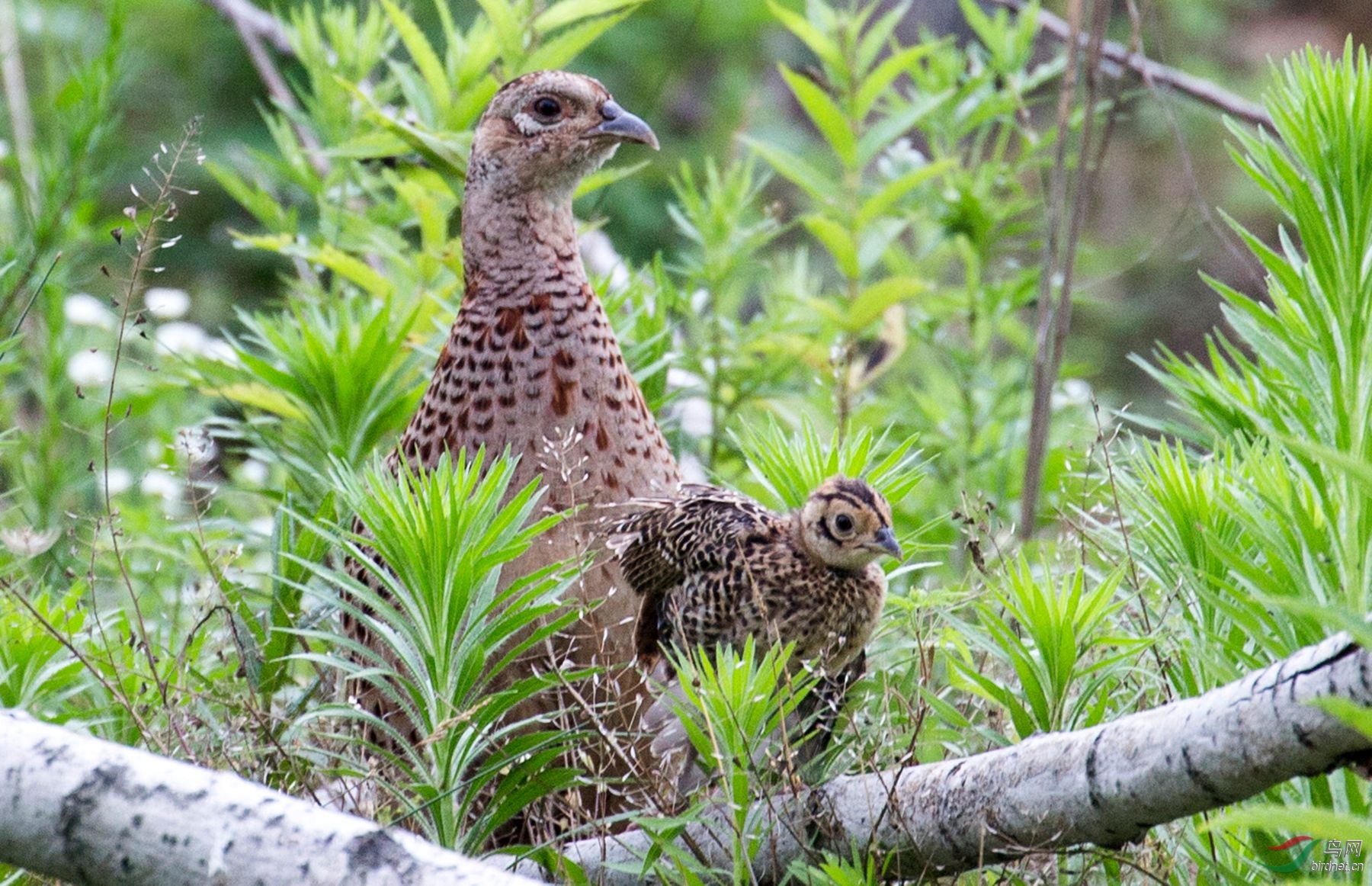 雉鸡和它的崽子