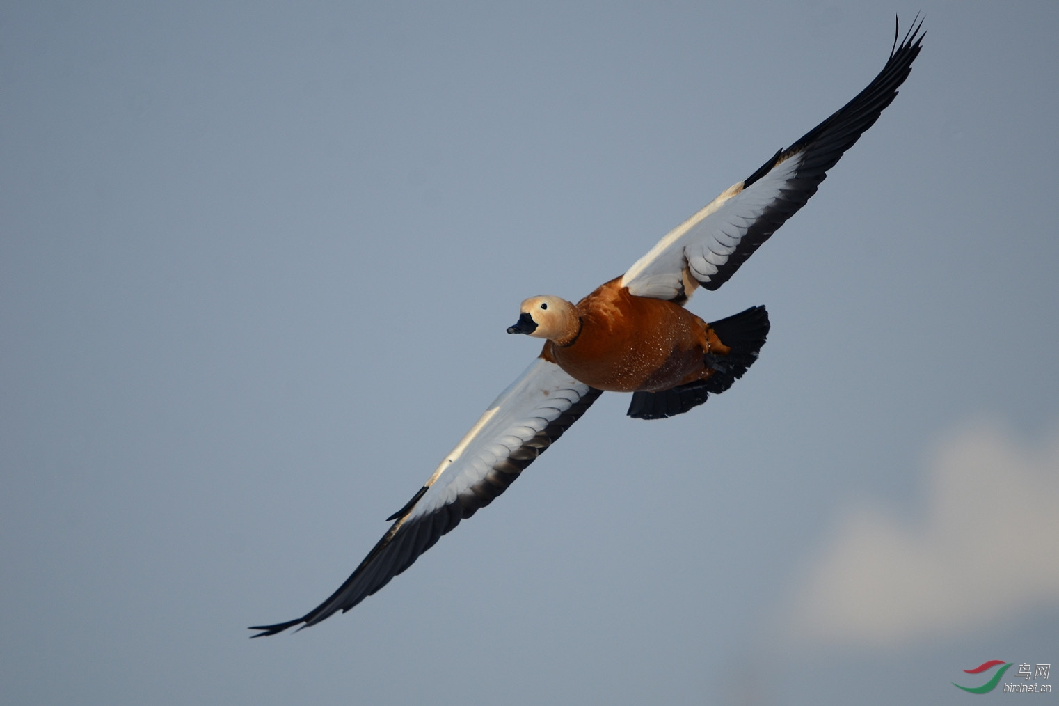 一展双翼亮碧空
