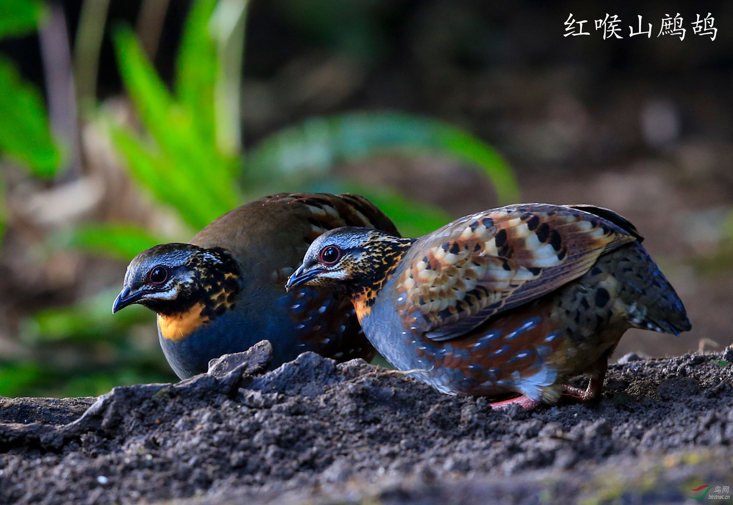 红喉山鹧鸪