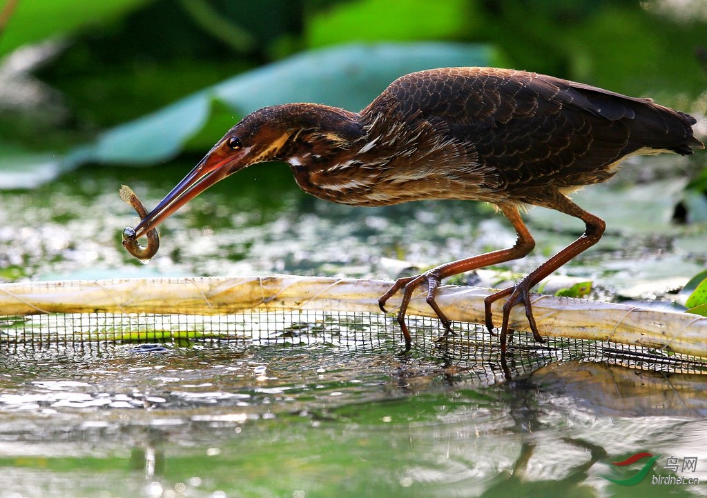 黑鳽为鹭科苇鳽属的鸟类,俗名黑苇鳽,乌鹭,黑长脚鹭鸶,黄颈黑鹭.