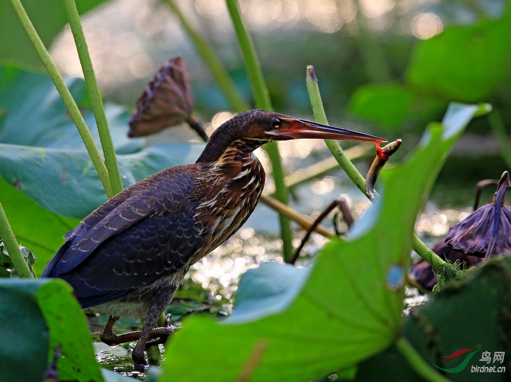 黑鳽为鹭科苇鳽属的鸟类,俗名黑苇鳽,乌鹭,黑长脚鹭鸶,黄颈黑鹭.