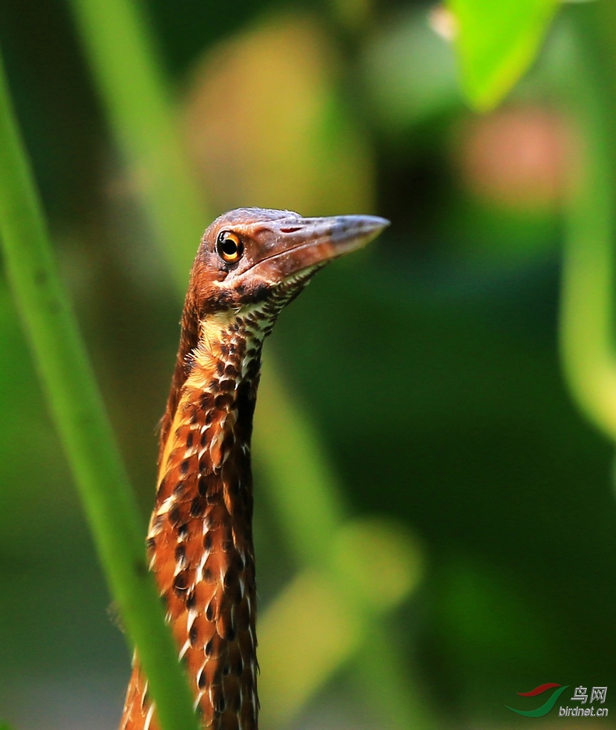 黑鳽为鹭科苇鳽属的鸟类,俗名黑苇鳽,乌鹭,黑长脚鹭鸶,黄颈黑鹭.