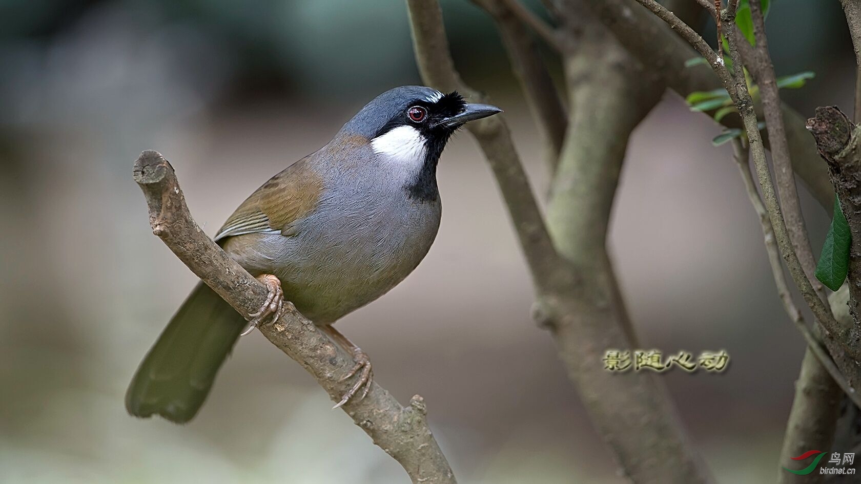 鳥類識別 bird identification 鳥網