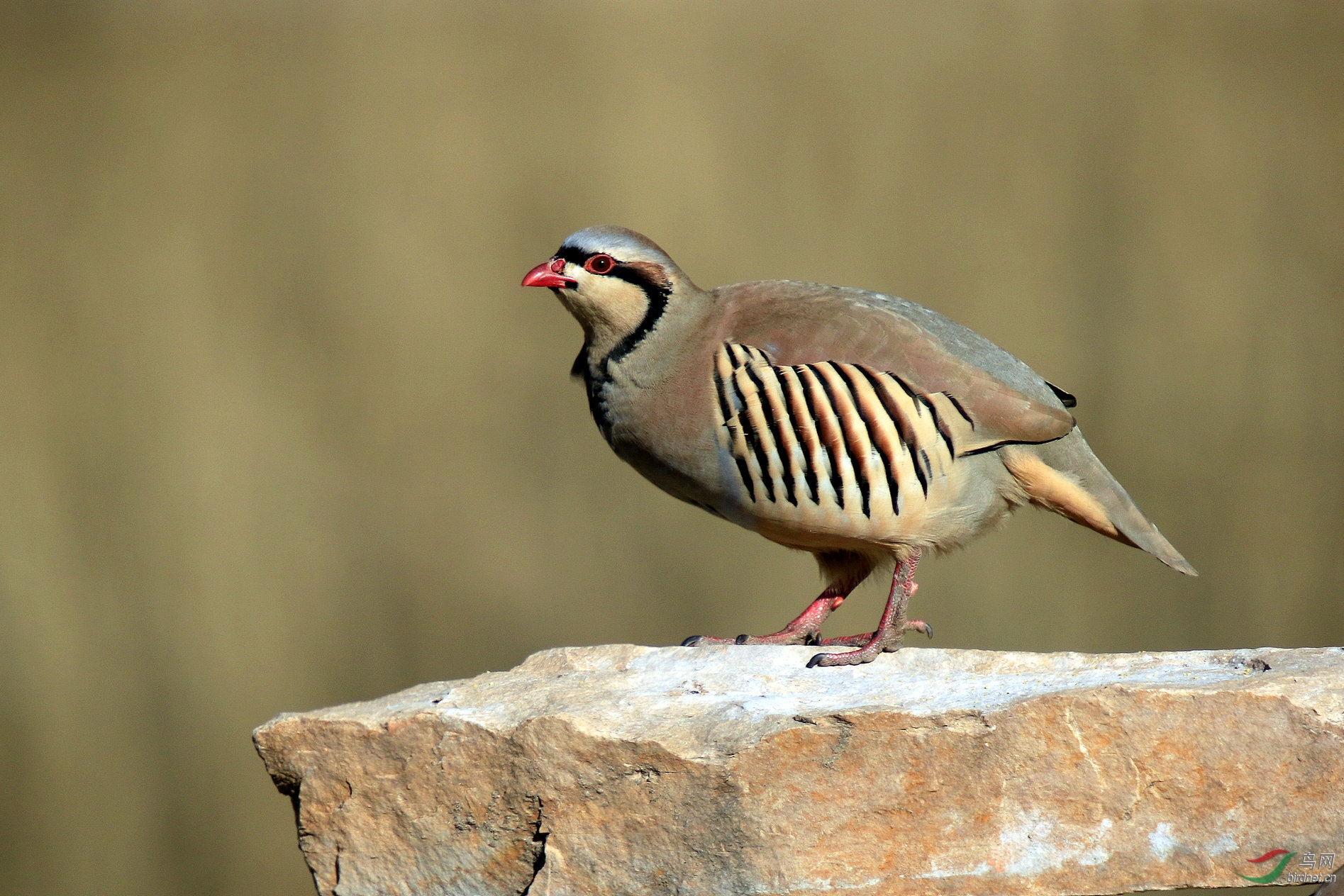 白河湾石鸡风采依旧翩翩而至绅士风度