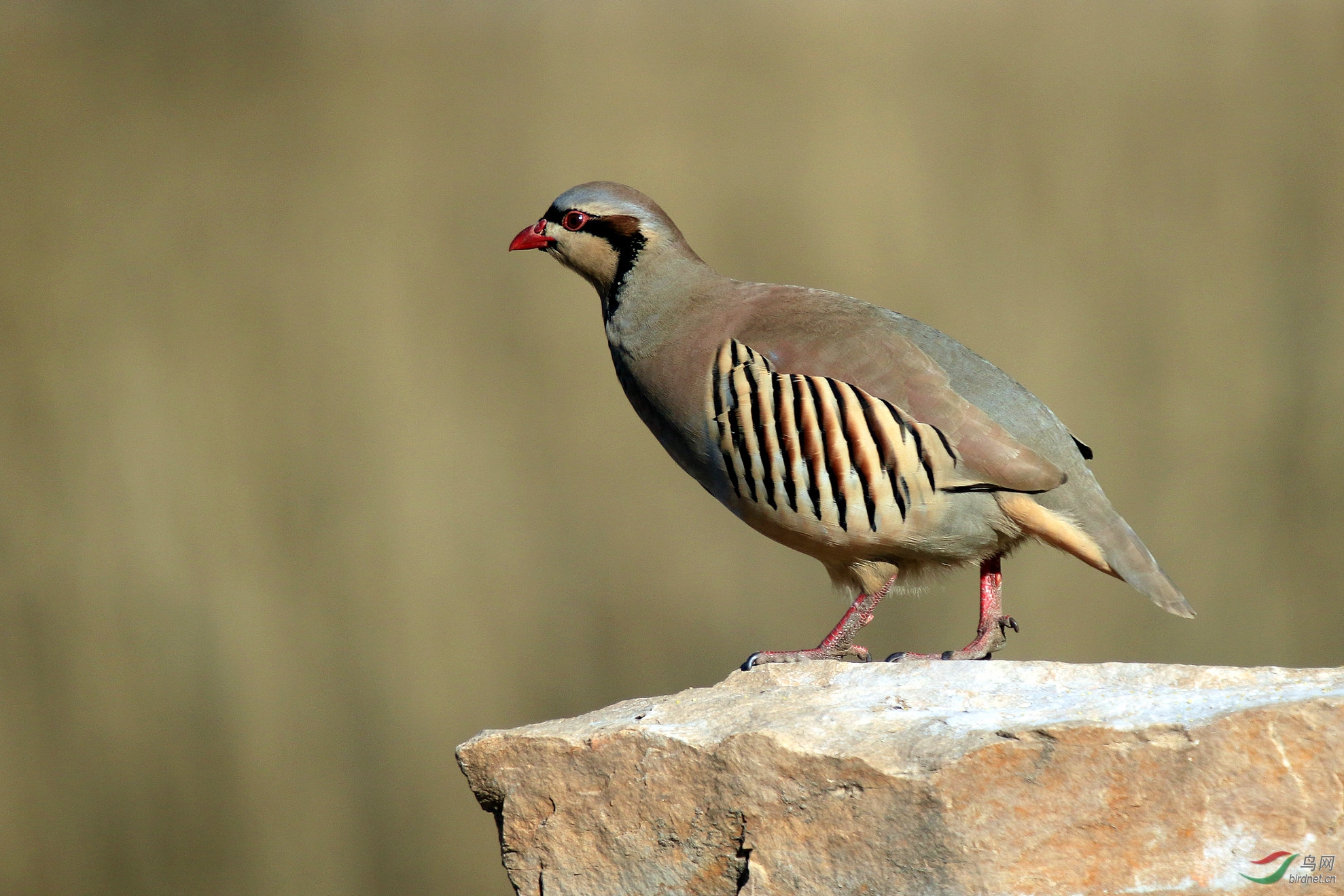 白河湾石鸡风采依旧翩翩而至绅士风度