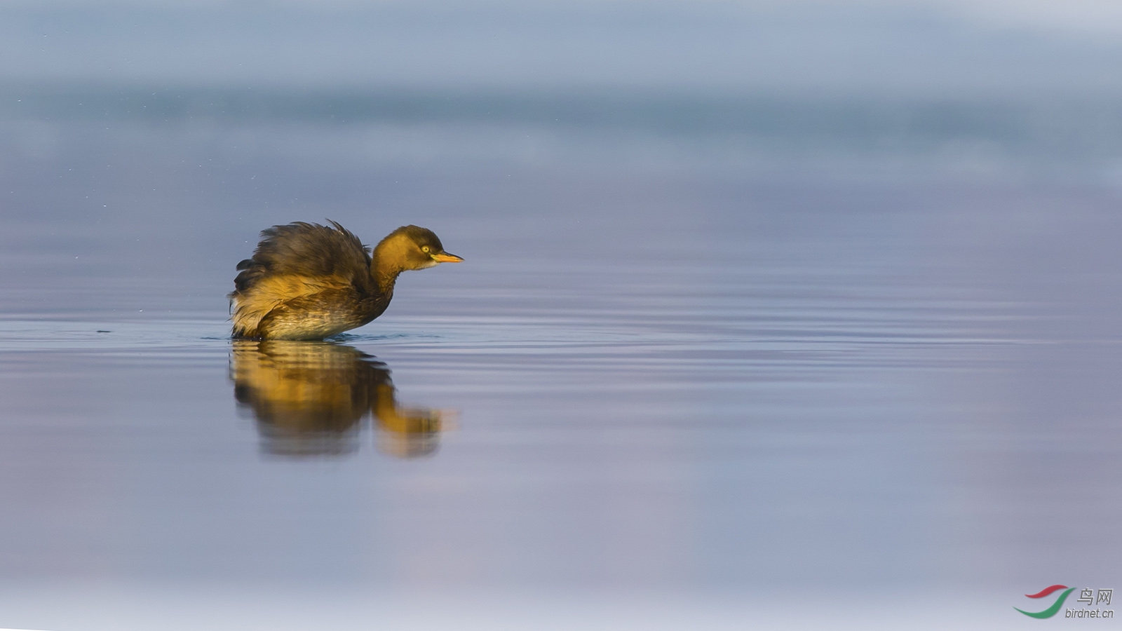 (小鸊鷉)冰河中的折翼生灵