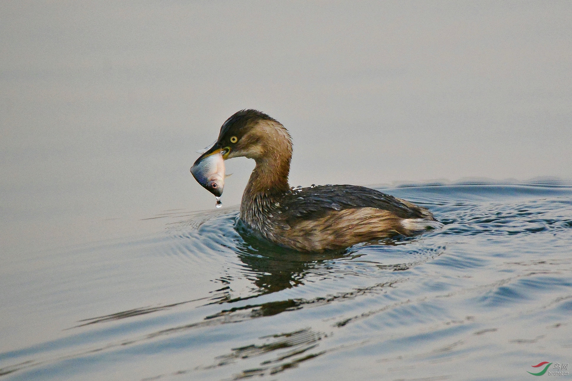 小䴙䴘的海鲜大餐