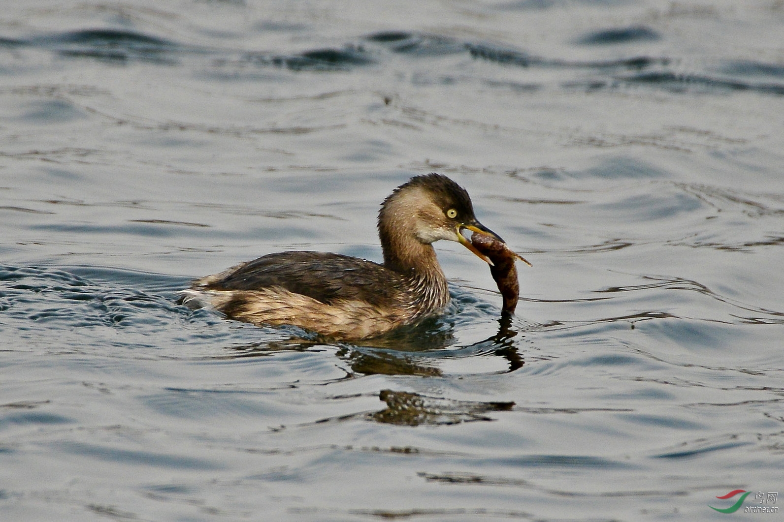 小䴙䴘的海鲜大餐