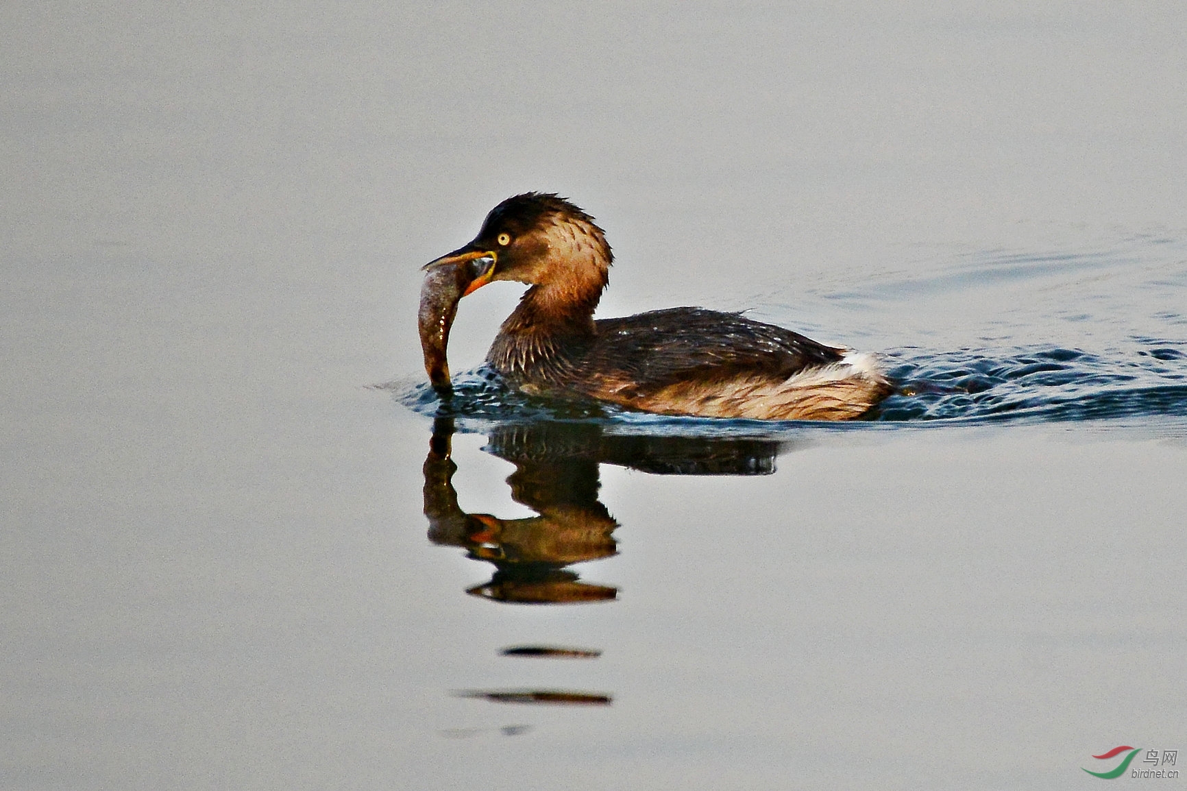 小䴙䴘的海鲜大餐