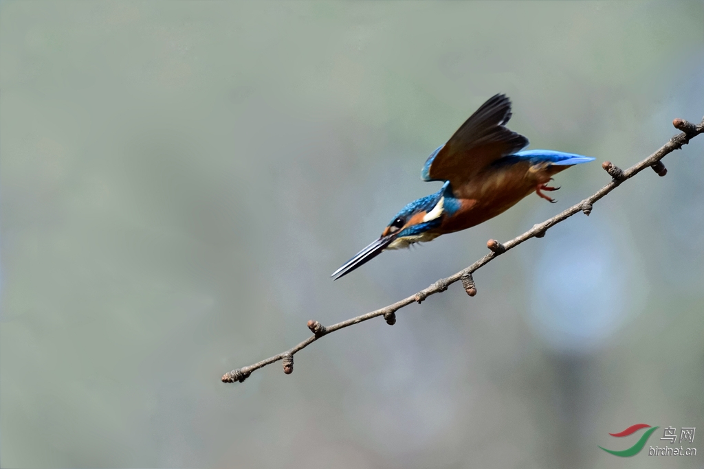 飞翔的翠鸟(华西)