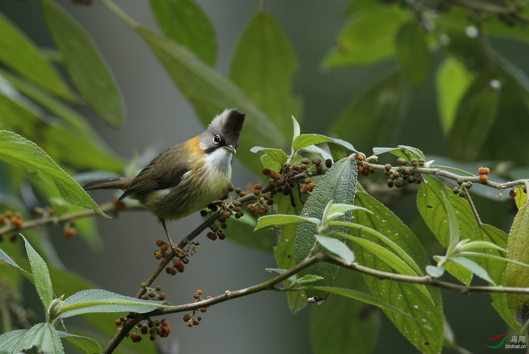 云南高黎贡山的部分美丽的鸟