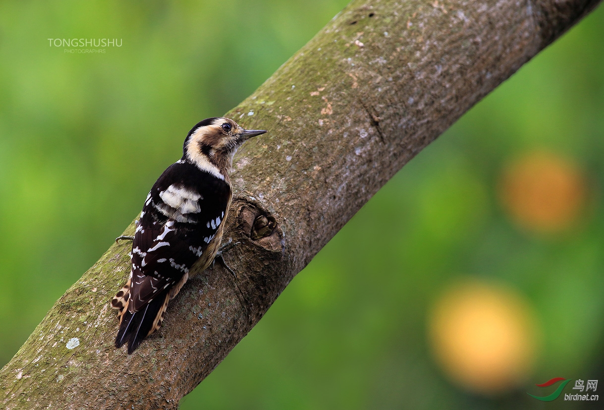 星头啄木鸟(台湾亚种) - 重庆版 chongqing 鸟网