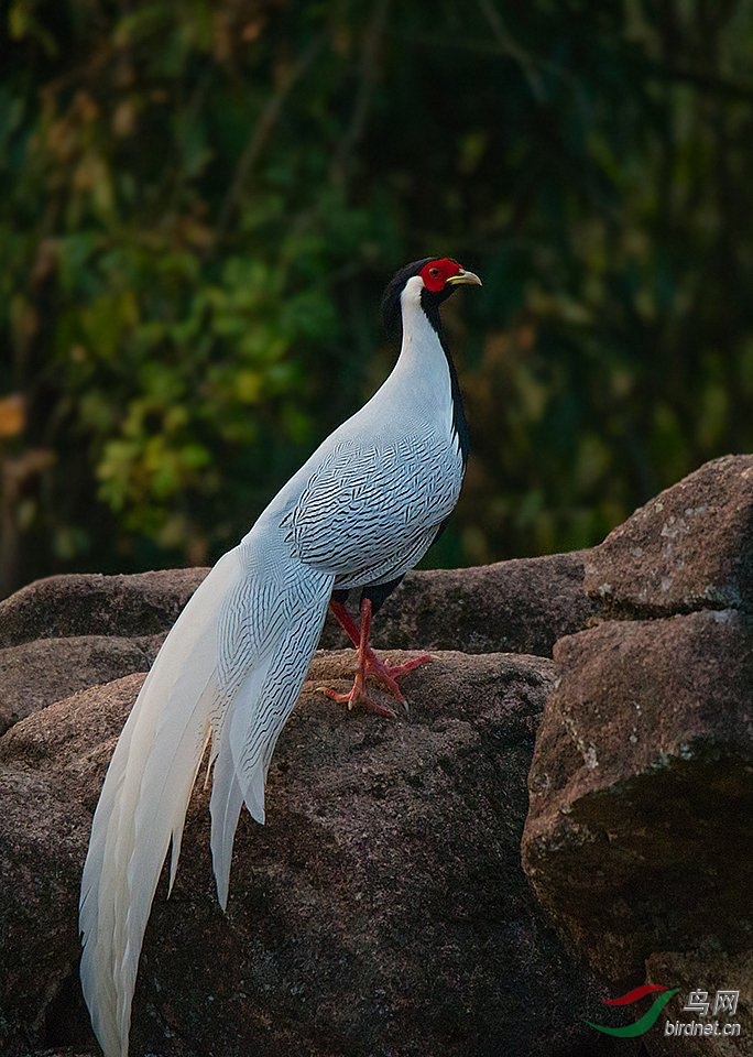 白鹇的美丽优雅