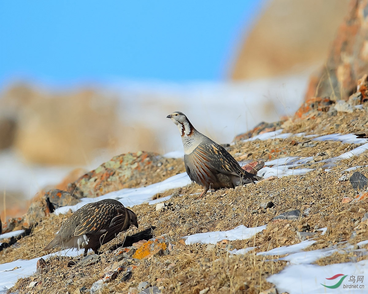 暗腹雪鸡暗腹雪鸡