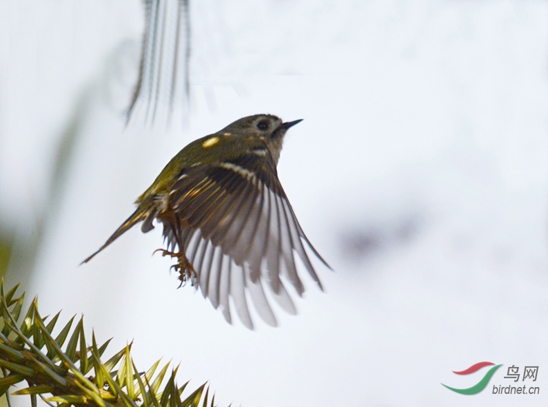 戴菊莺 [是MM吧?]