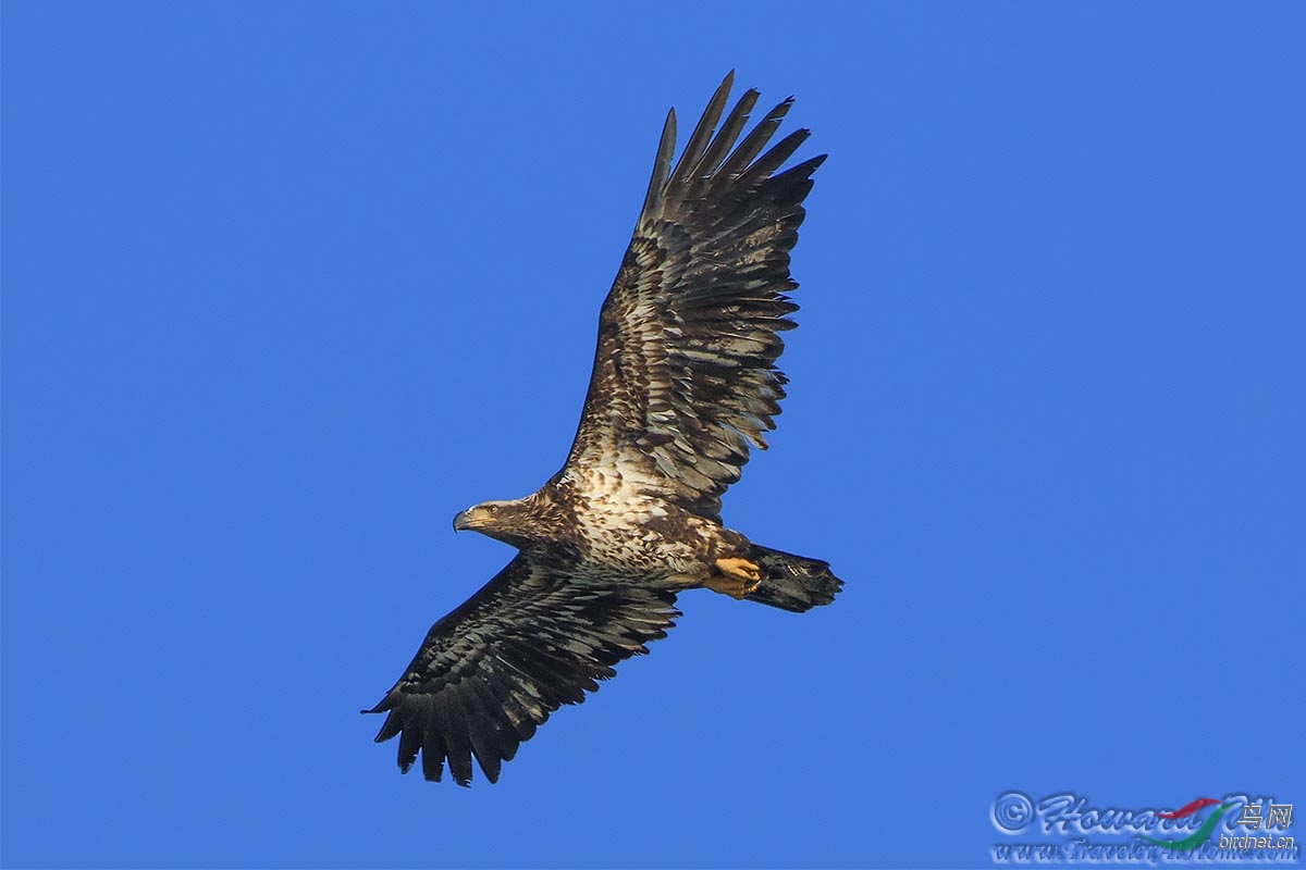 白頭海雕(bald eagle),未成年