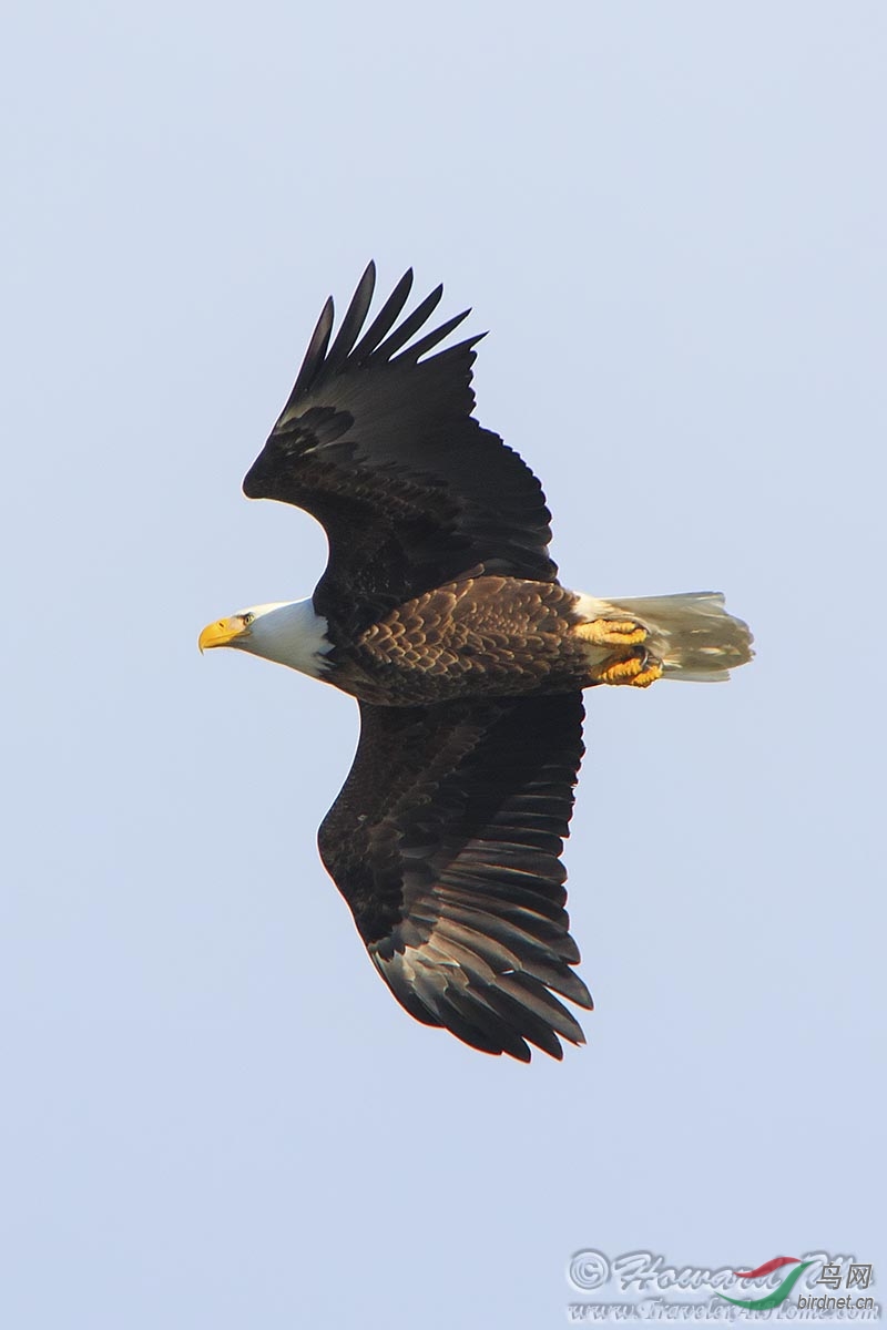 白頭海雕(bald eagle)