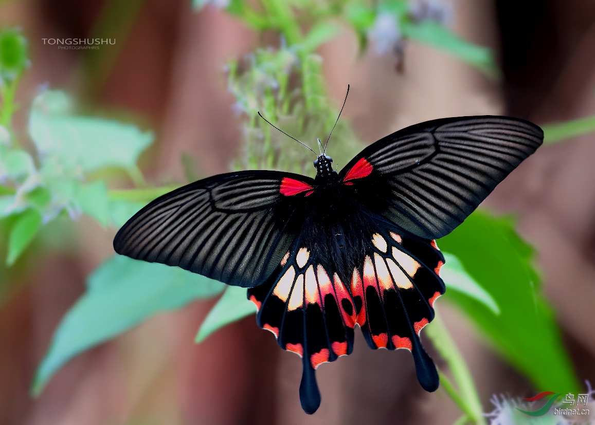 漂亮的台湾凤蝶