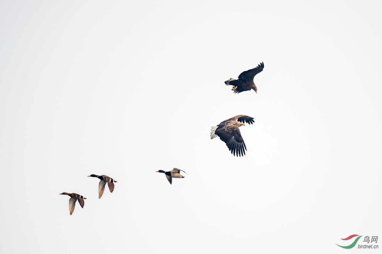 辽宁版 liaoning 鸟网