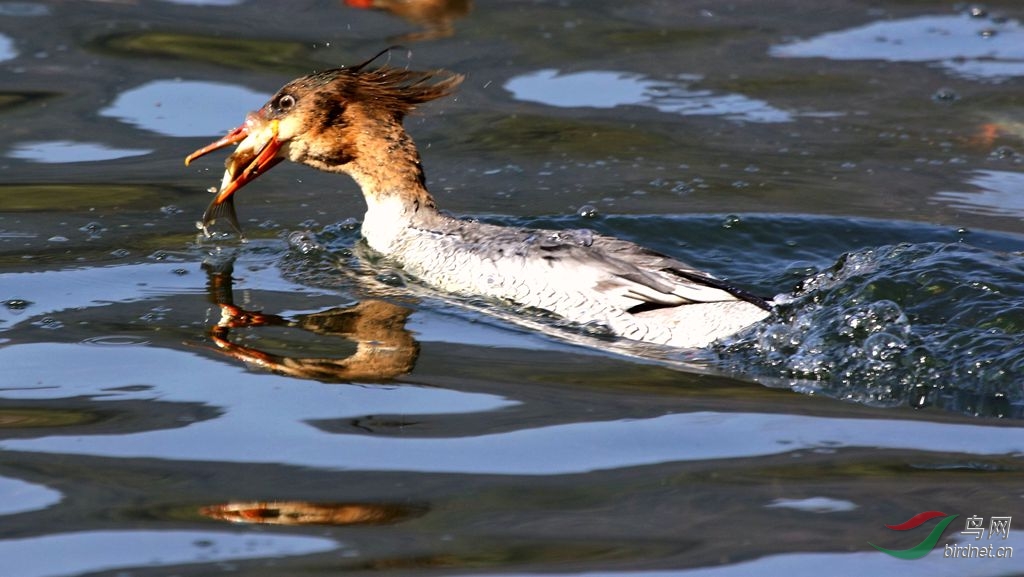 秋沙鸭吃鱼全过程