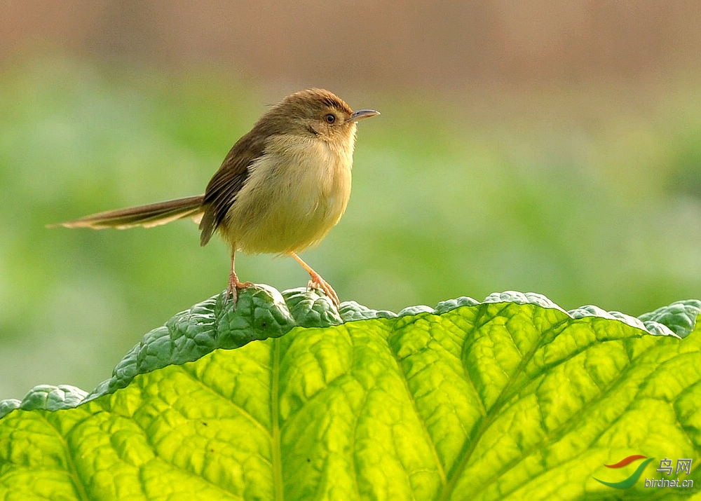 zone 69 四川版 sichuan 69 苇鸟一组   苇鸟一组  本帖最后由 蜀