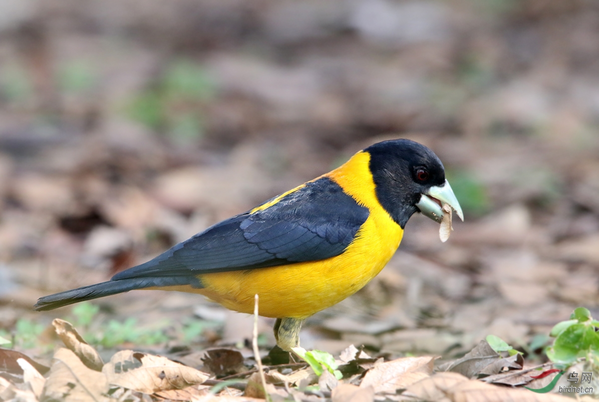 植物园又遇黄蜡嘴 - 上海版 shanghai 鸟网