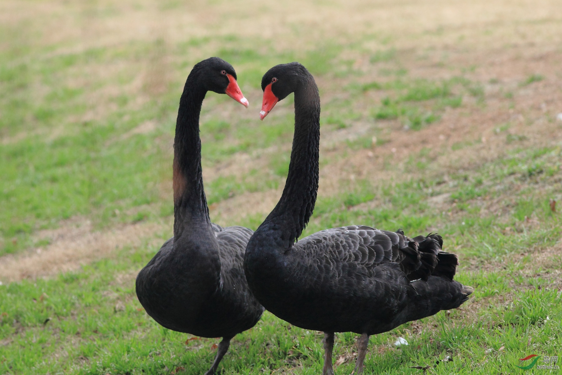 相依,相爱,相随-----记一对黑天鹅