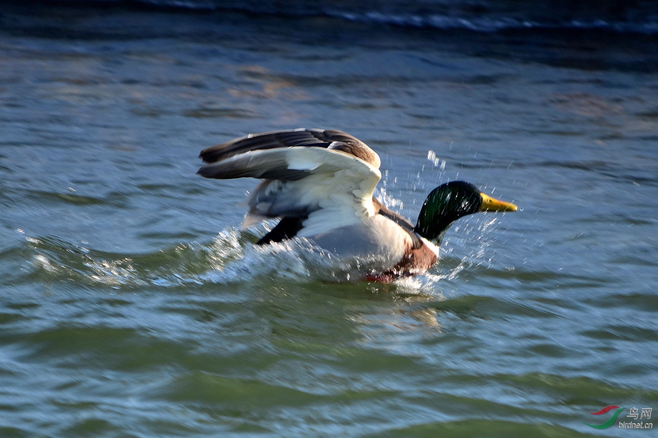 寒江自有快活鸭