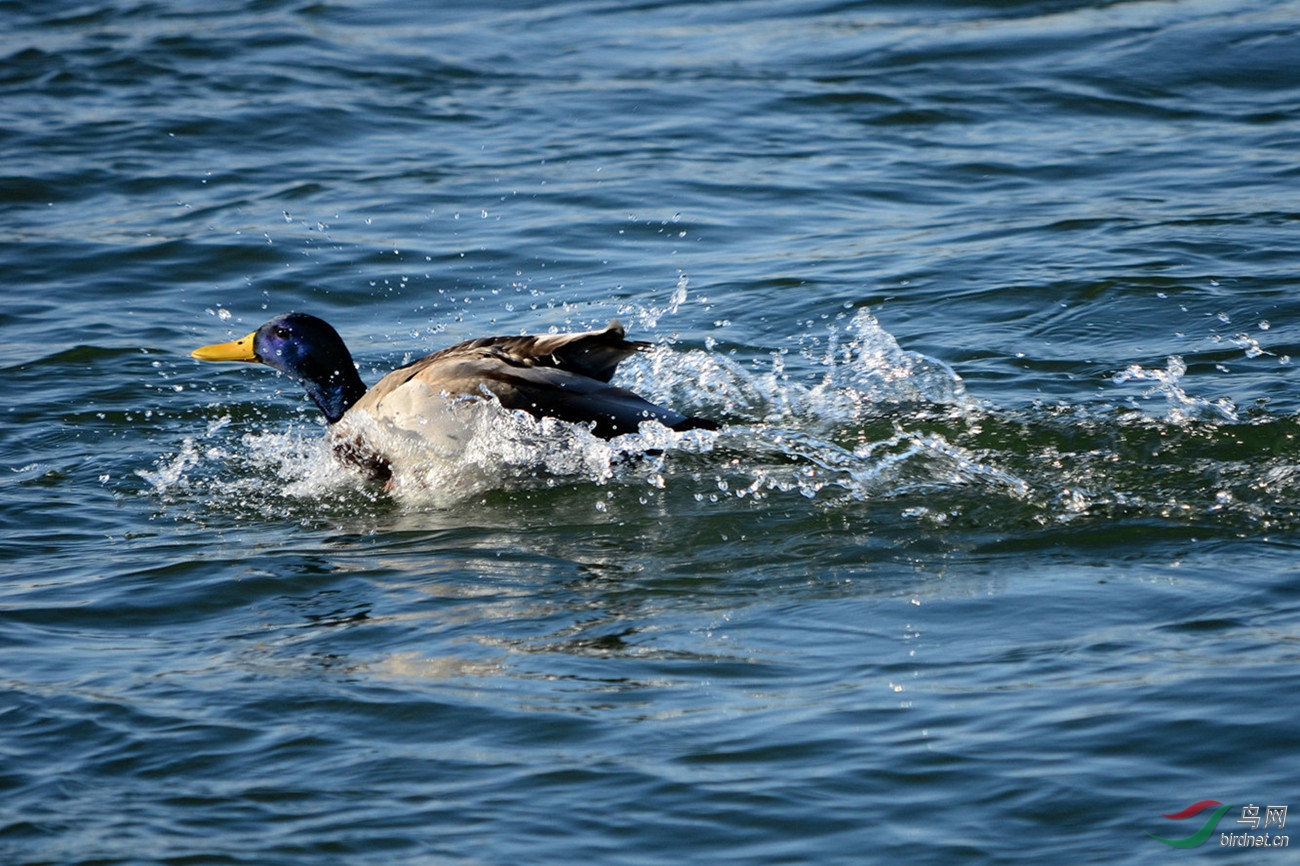 寒江自有快活鸭