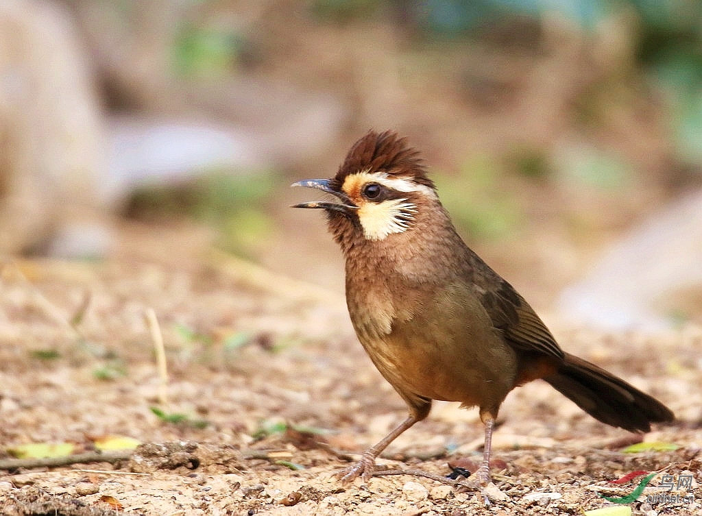 来自野山的野画眉鸟