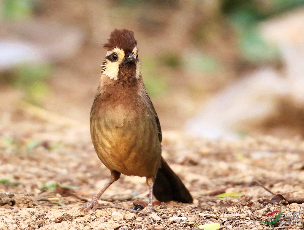 来自野山的野画眉鸟