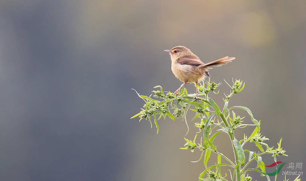 冬日原野小精灵