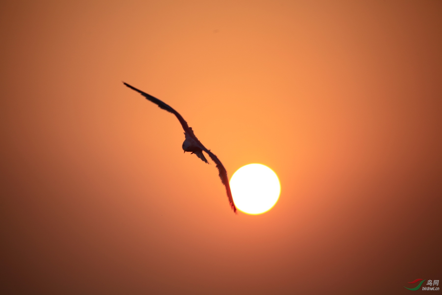 朝阳中飞翔的海鸥