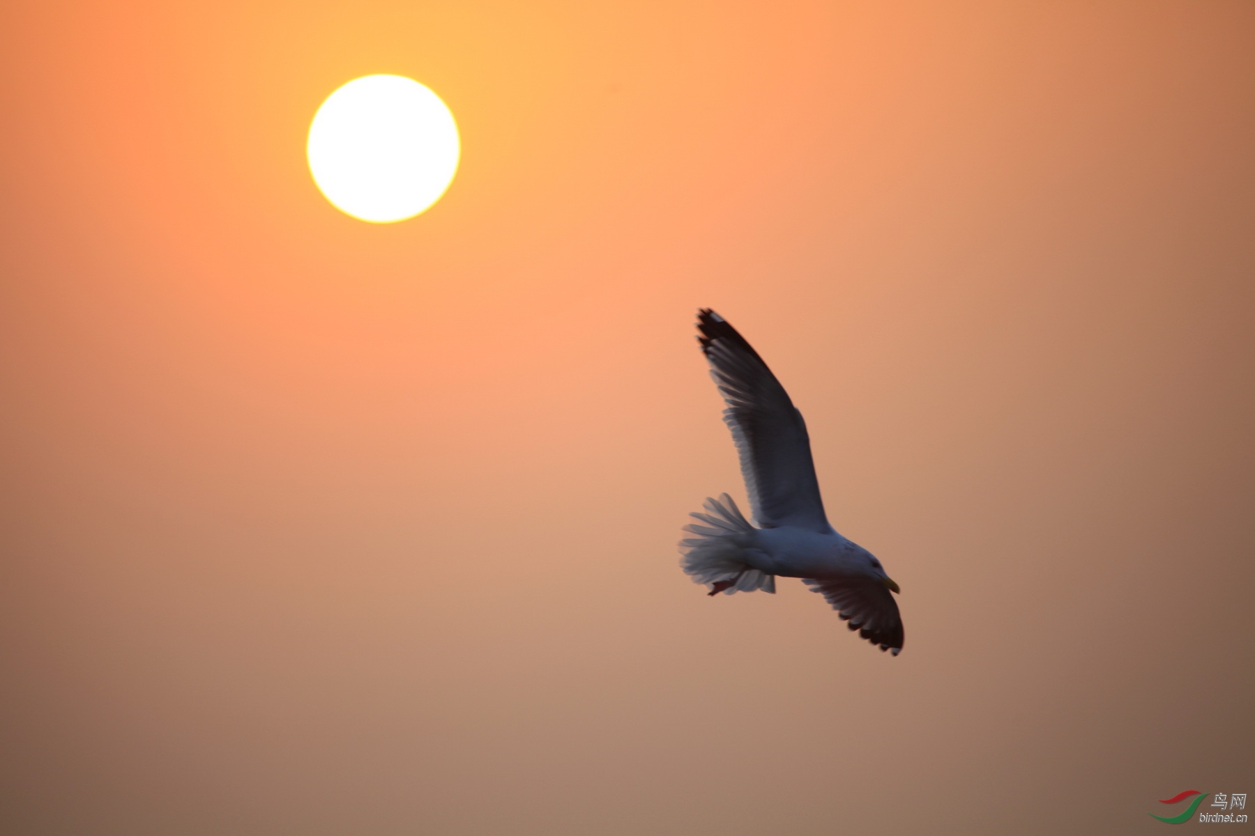 朝阳中飞翔的海鸥