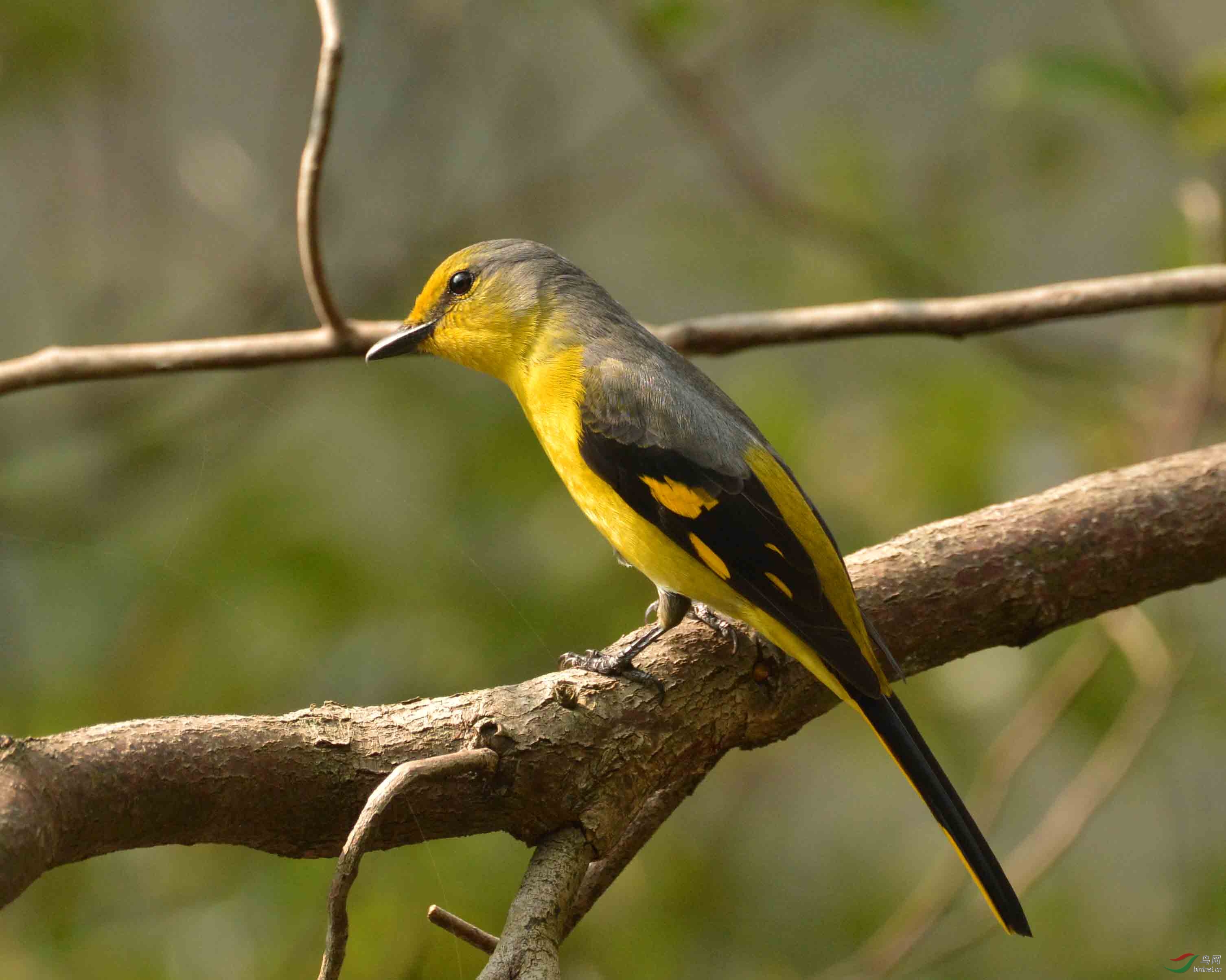昨日巡山的收获-----山椒鸟