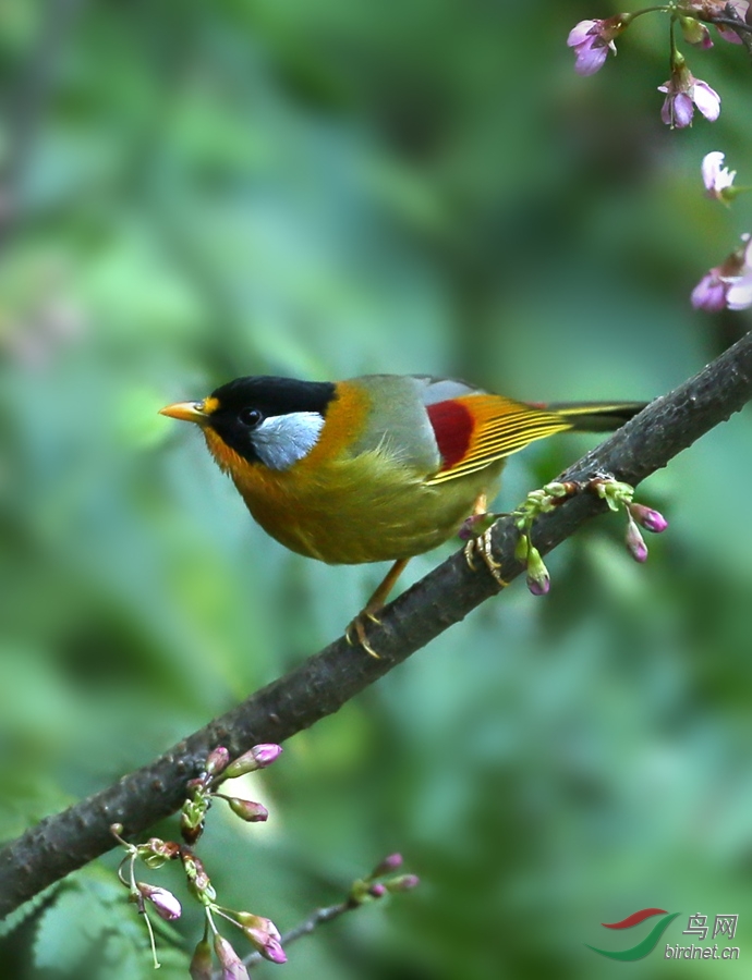 銀耳相思鳥