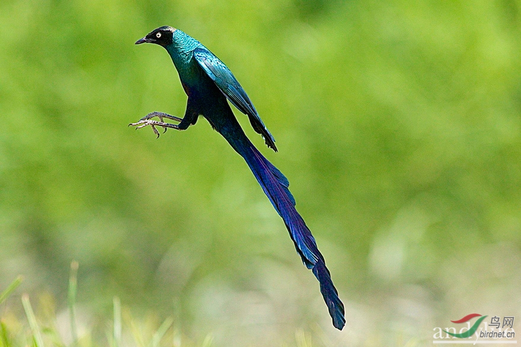 長尾輝椋鳥