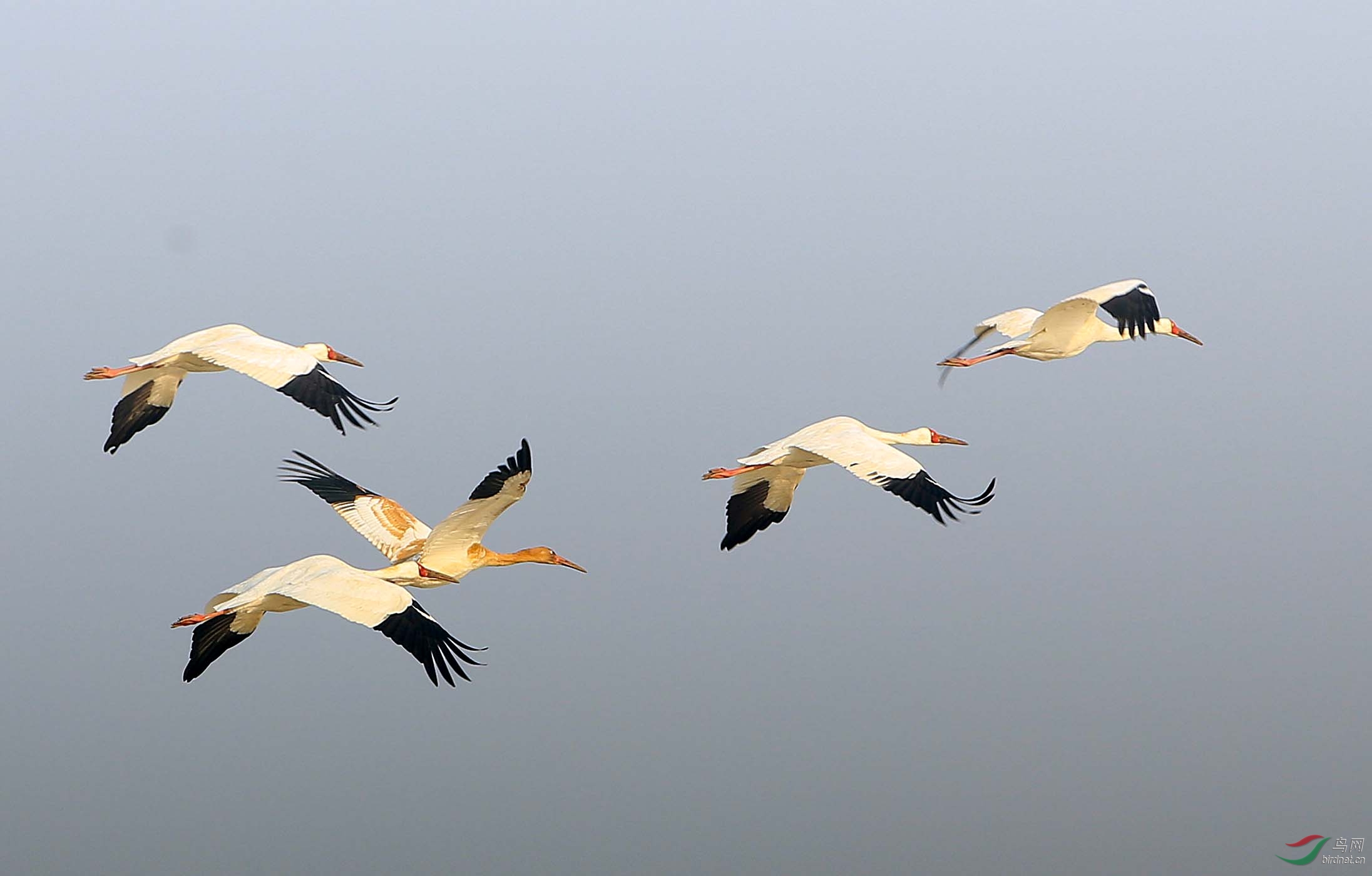 (白鹤)白鹤放歌鄱阳湖